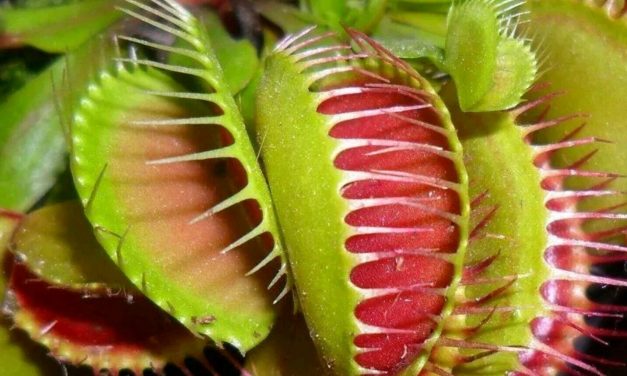Why do the leaves of my Venus Flytrap not look like they do in the pictures?