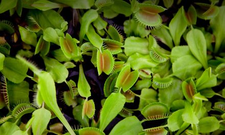 Why is my Venus Flytrap growing so many small leaves?