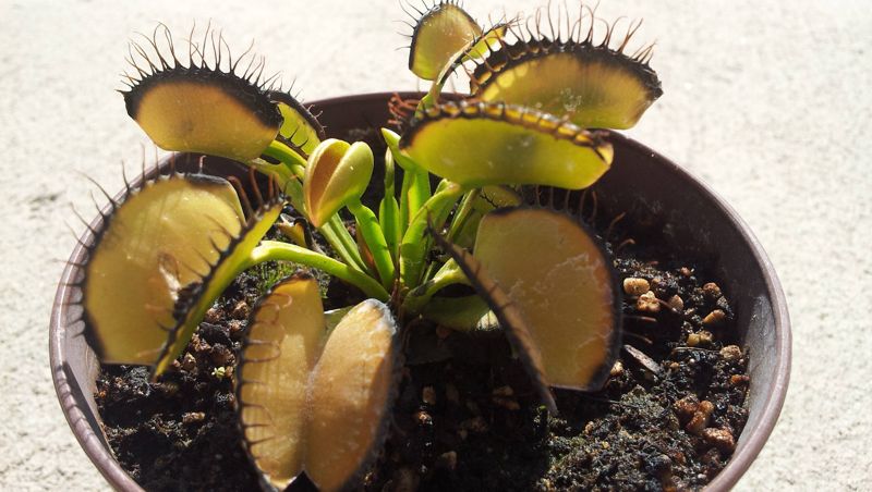 My Venus Flytrap has an Aphid infestation. What do you recommend?